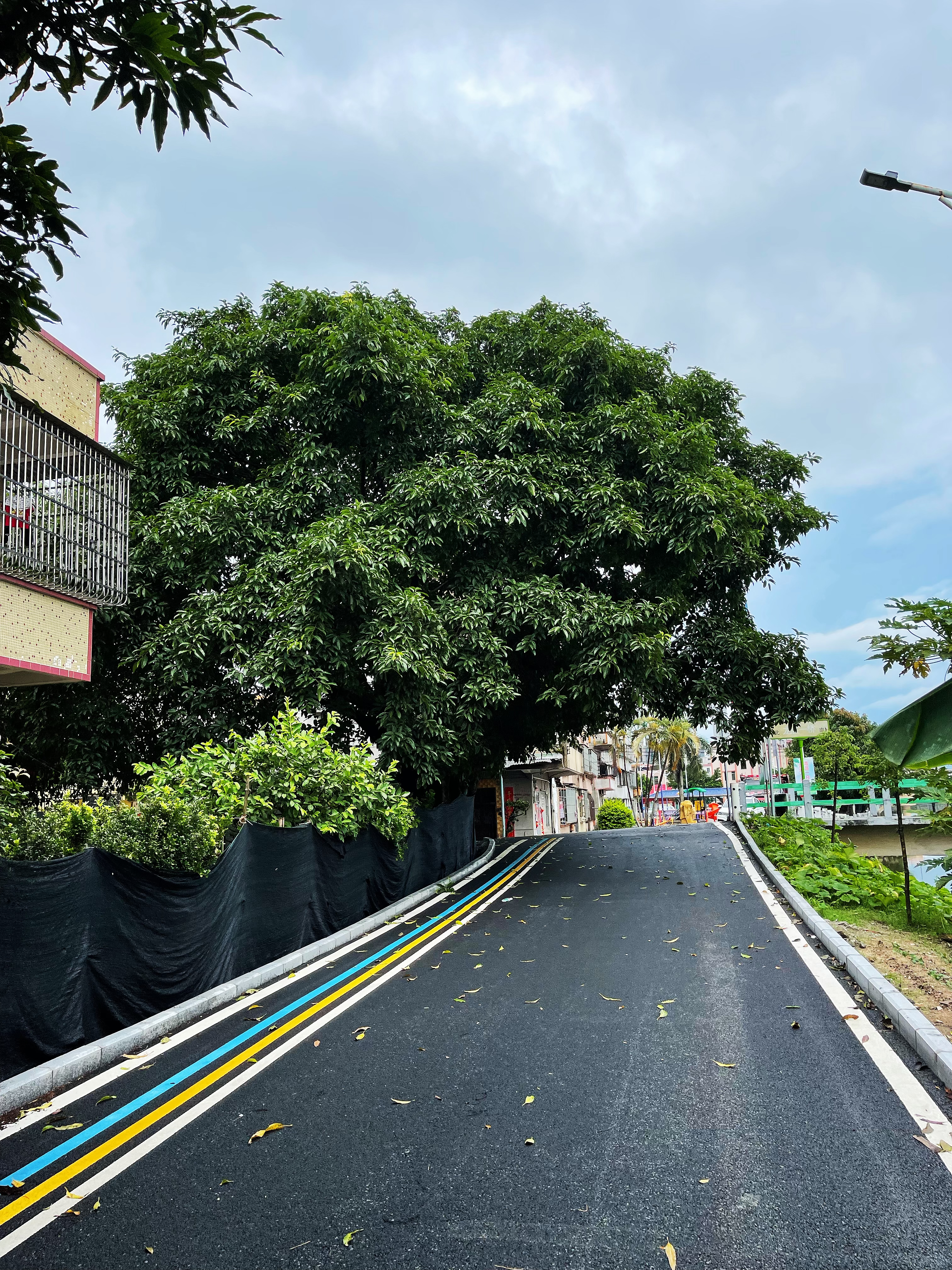 1龍勝一橋頭附近兩棵高大樹木不僅遮擋道路視線，還給村民們造成了安全隱患.jpg