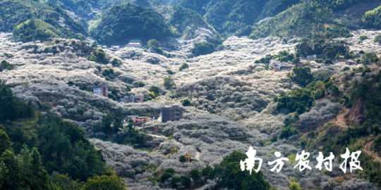 汕尾陸河縣梅花海