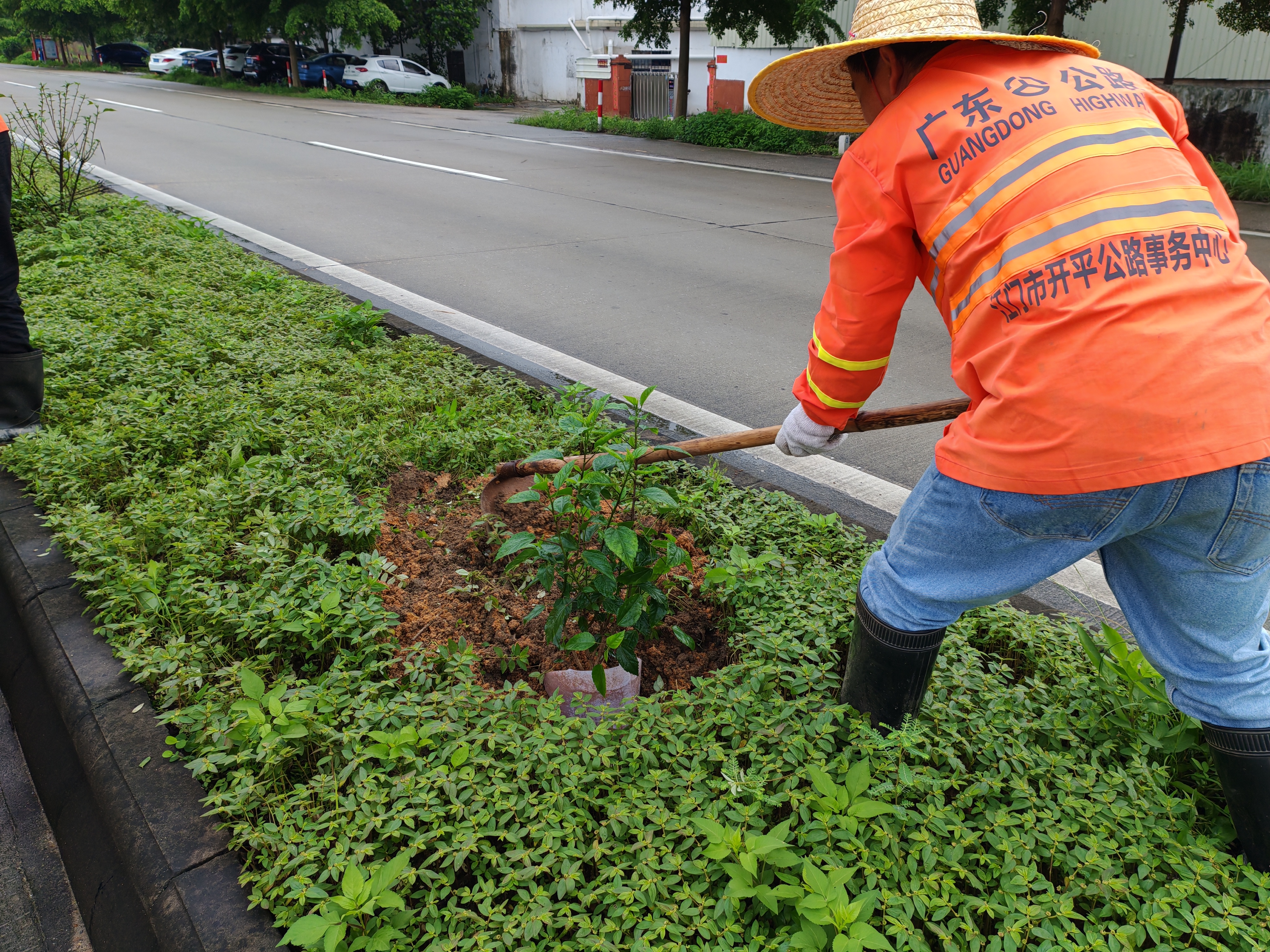 公路信息kp026-首批自主育苗“上市”啦 (2).jpg